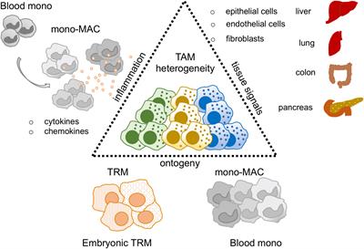 Stromal circuits involving tumor-associated macrophages and cancer-associated fibroblasts